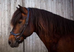 Anatomische neusriem