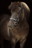 Engelse / gecombineerde neusriem