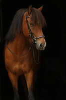 Lage / Hannoveraanse neusriem