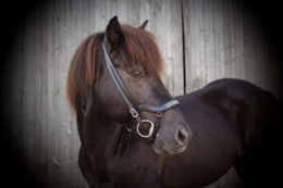 Anatomische neusriem