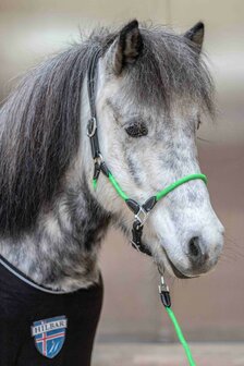 Leren Halster, &#039;&#039;Frigg&#039;&#039;, groen maat Cob