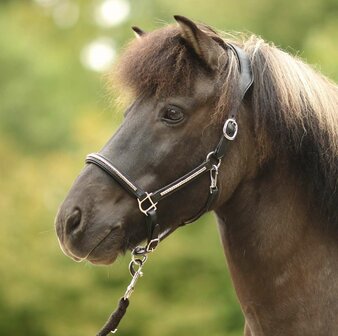 Leren Halster Anatomisch &quot;Silver Stone&quot; Cob