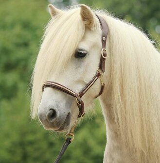 Leren Halster Anatomisch &quot;Gold Stone&quot; (bruin) COB