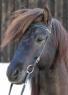HILBAR Kopstuk &quot;Odin&quot; (Chromen gespen)