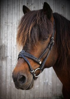 Hilbar Royal Exclusief gecombineerde Neusriem &quot;Black Rocks&quot; 