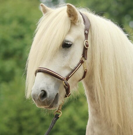 Leren Halster Anatomisch "Gold Stone" (bruin) COB