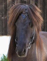 HILBAR Kopstuk "Thor" (Chromen gespen)