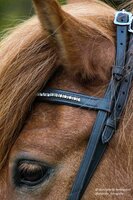 HILBAR Kopstuk "White Diamonds" (Chromen gespen)