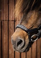 "Lava" HILBAR anatomische neusriem