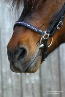 HILBAR neusriem 'Island' (chromen gespen)