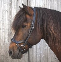 HILBAR Royal Exclusief anatomische neusriem "Black Rocks" , zwart