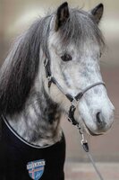 Leren Halster, ''Frigg'', donkerblauw maat Cob